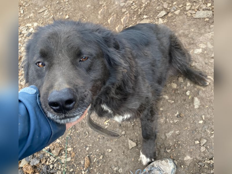 Boris - freundlich und aufgeschlossen