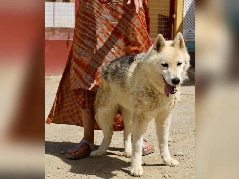 Afri, klug, menschenbezogen und sportlich