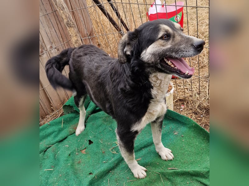 Ronnie - freundlich und verschmust