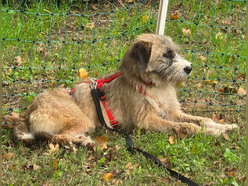 Dixy - lernwillig und leinenführig - BEREITS IN DEUTSCHLAND