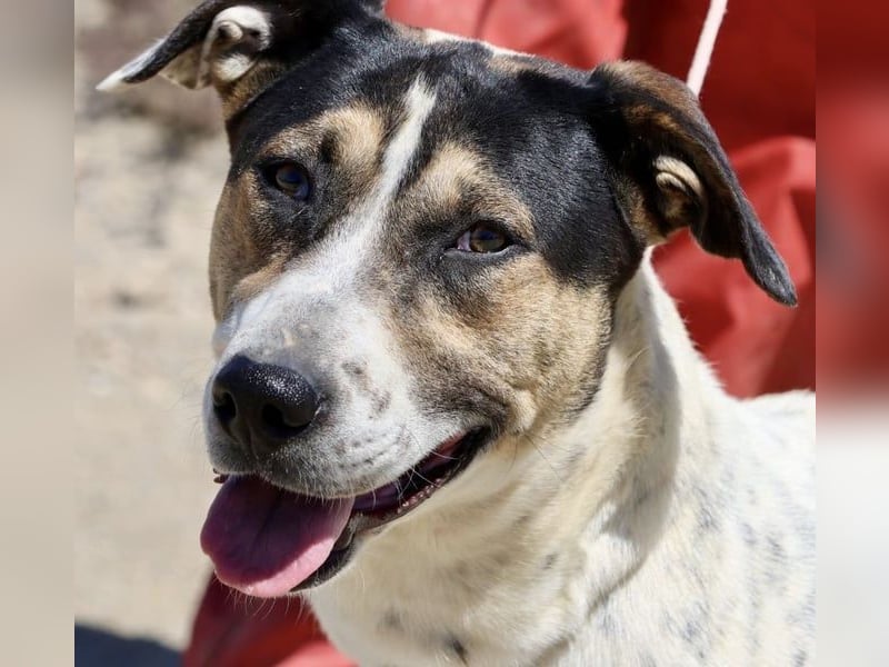 ntonella, sehr sozial, möchte gefallen, aufgeschlossen