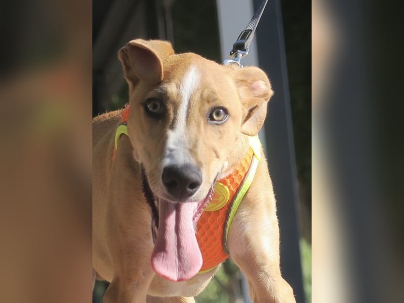 Guardian, aufgeschlossen, freundlich, unternehmungslustig