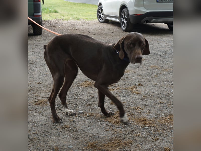 Asia, vorsichtig, lernwillig, gut sozialisiert - bereits in Deutschland