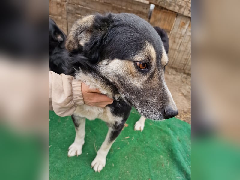 Ronnie - freundlich und verschmust