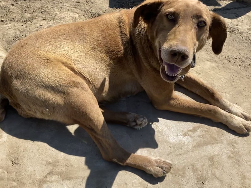 Angelica - entspannt und freundlich