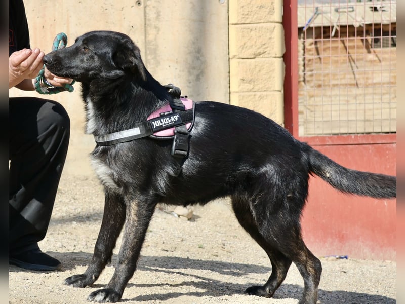 Gia - lässt sich gerne anfassen, freundlich und aufmerksam