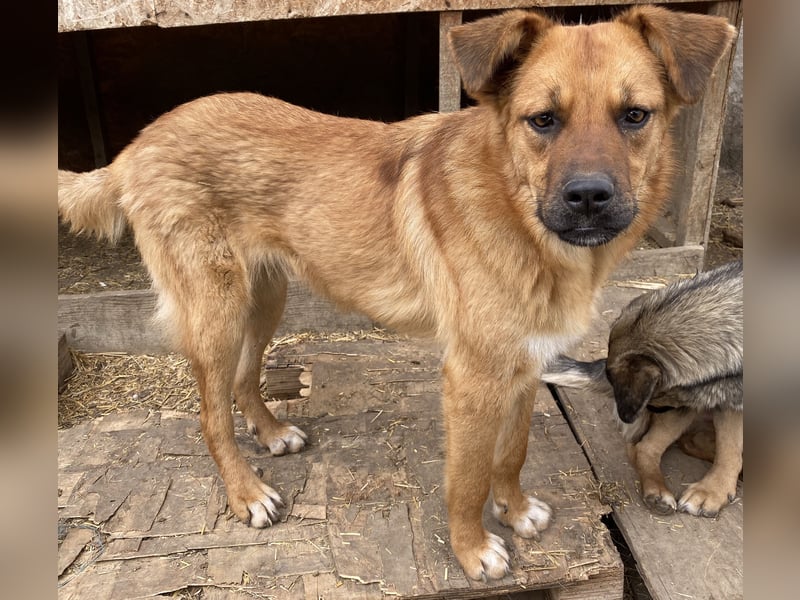 Hazel - aufgeschlossen und neugierig