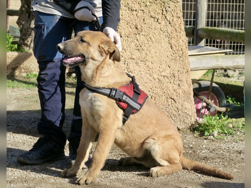 Dionisio - streichelfreund, zutraulich und verspielt