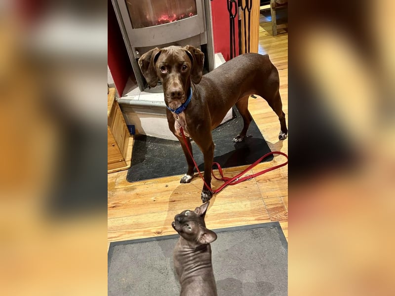 Asia, vorsichtig, lernwillig, gut sozialisiert - bereits in Deutschland