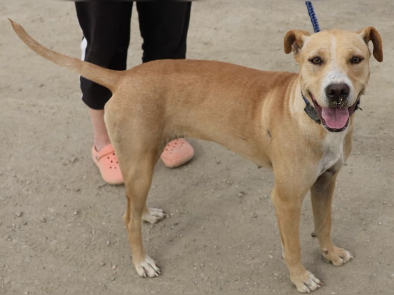 Lua, sportlich, gelehrig, aufgeschlossen