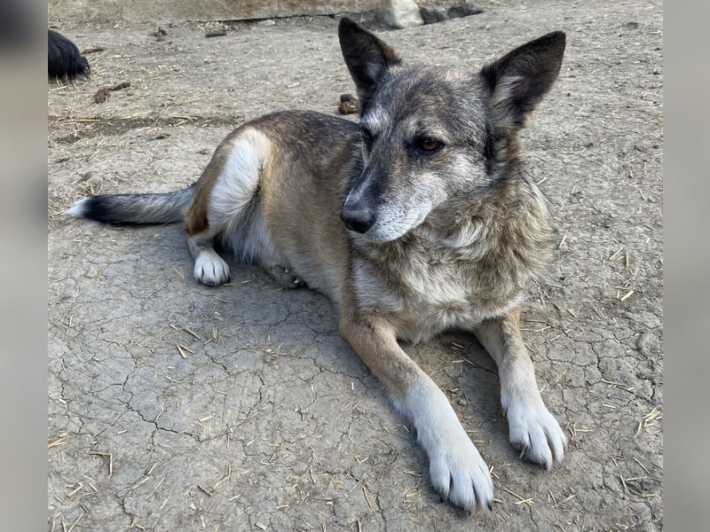 Sirius - ruhig und freundlich