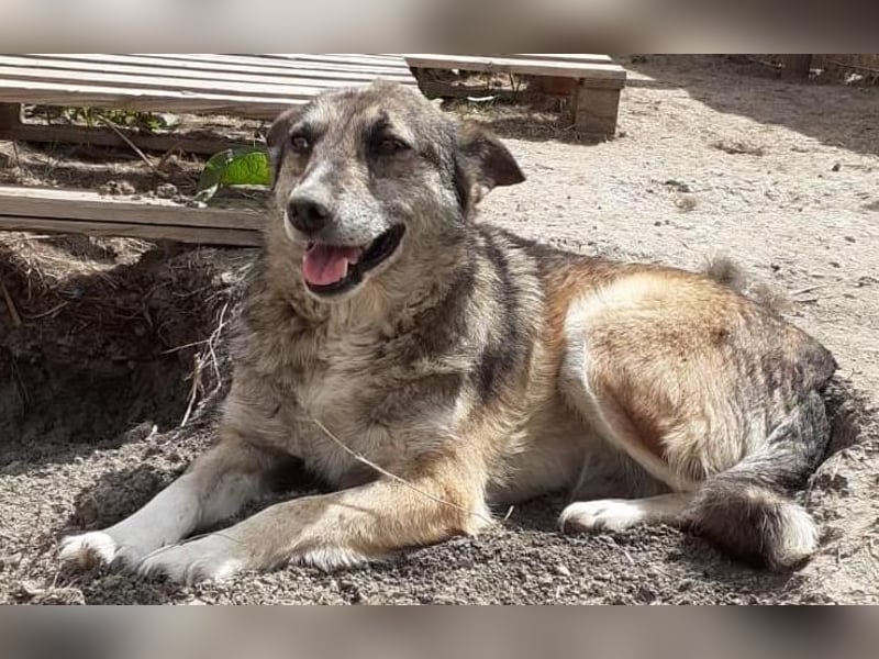 Sirius - ruhig und freundlich