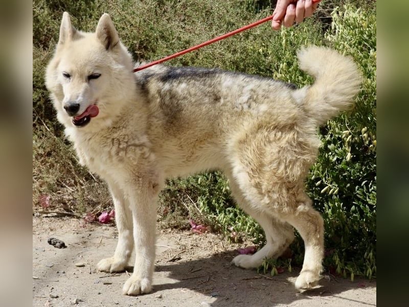 Afri, klug, menschenbezogen und sportlich