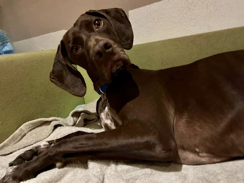 Asia, vorsichtig, lernwillig, gut sozialisiert - bereits in Deutschland