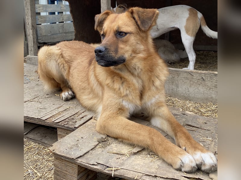 Hazel - aufgeschlossen und neugierig