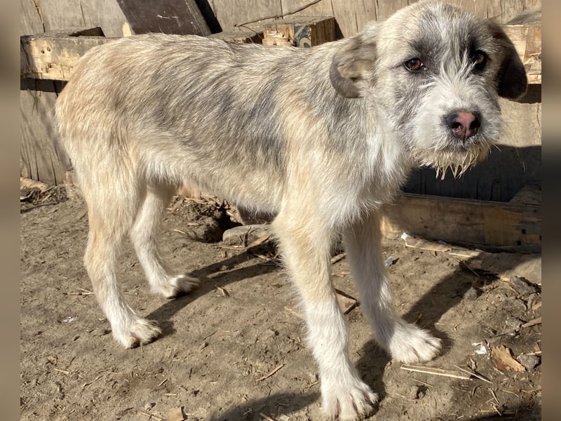 Rasko - freundlich und neugierig