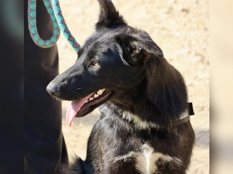 Gia - lässt sich gerne anfassen, freundlich und aufmerksam