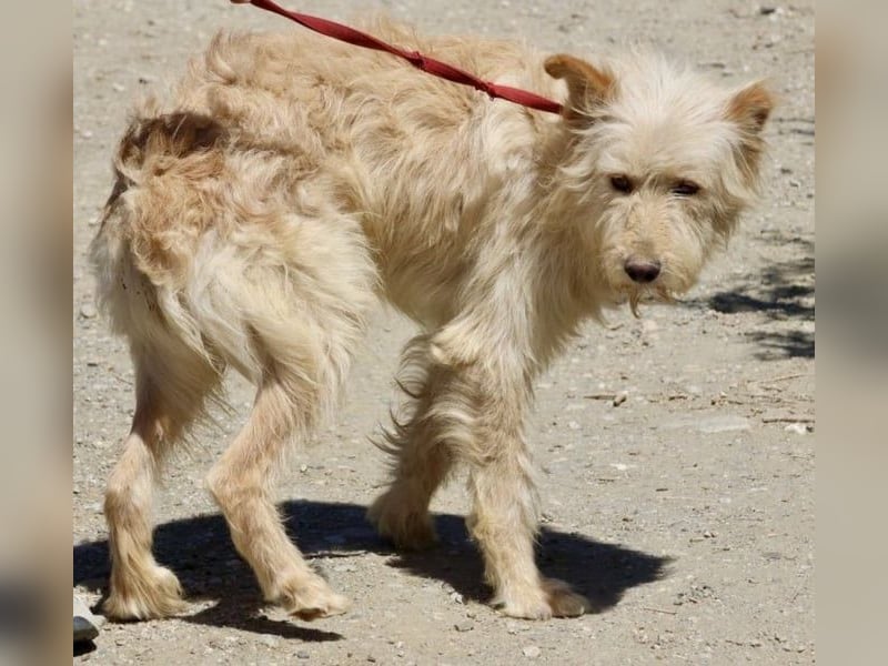 Pelu, vorsichtig, lernwillig, gut sozialisiert