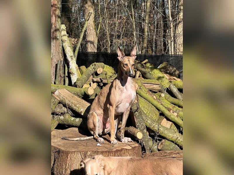 Pandorra - liebevoll und freundlich - BEREITS IN DEUTSCHLAND