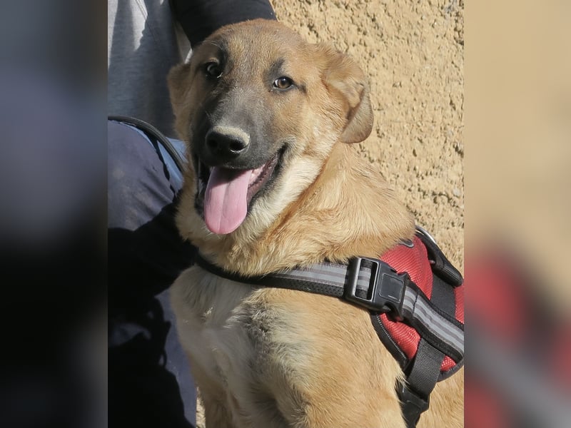 Dionisio - streichelfreund, zutraulich und verspielt