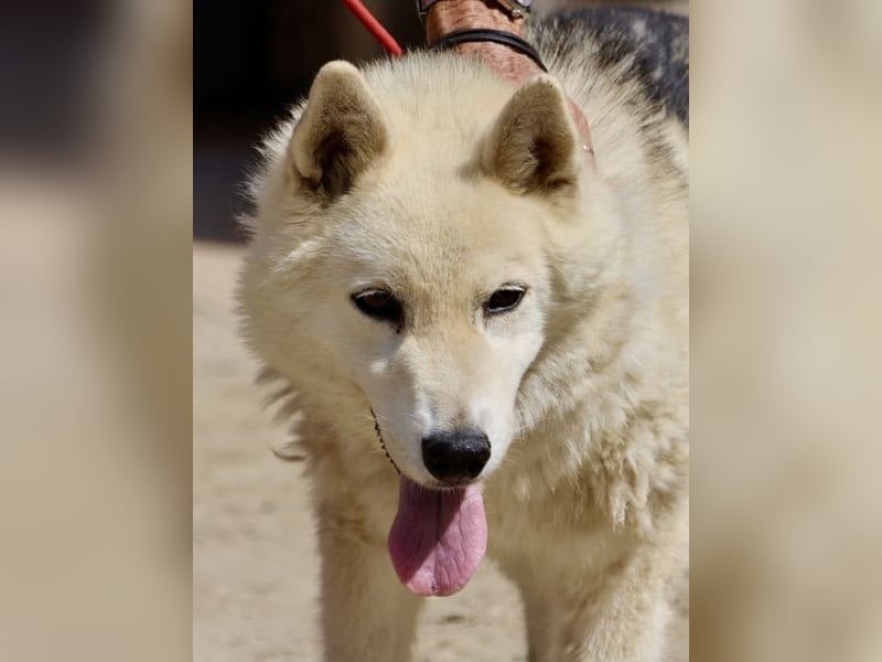 Afri, klug, menschenbezogen und sportlich