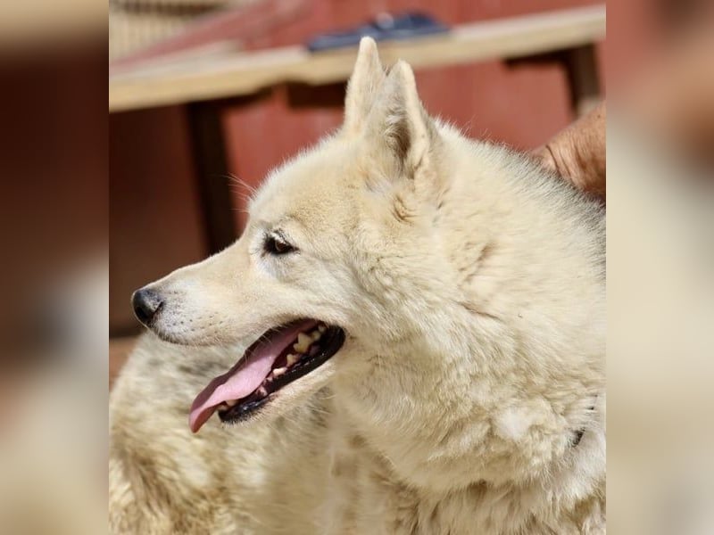 Afri, klug, menschenbezogen und sportlich