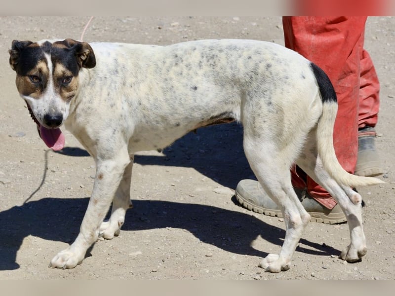 Antonella, sehr sozial, möchte gefallen, aufgeschlossen