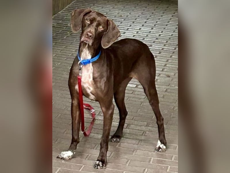 Asia, vorsichtig, lernwillig, gut sozialisiert - bereits in Deutschland