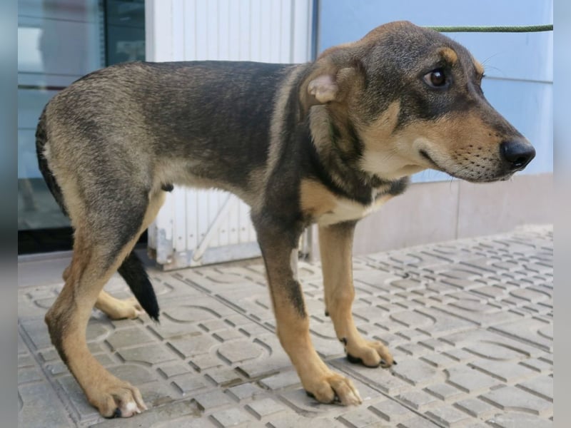 Larry, lernwillig, neugierig, sehr gut verträglich