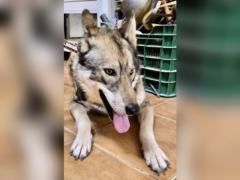 Loba, bewegunsgfreudig, klug, offen