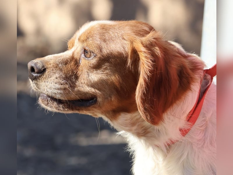 Breton, menschenbezogen, klug, verträglich