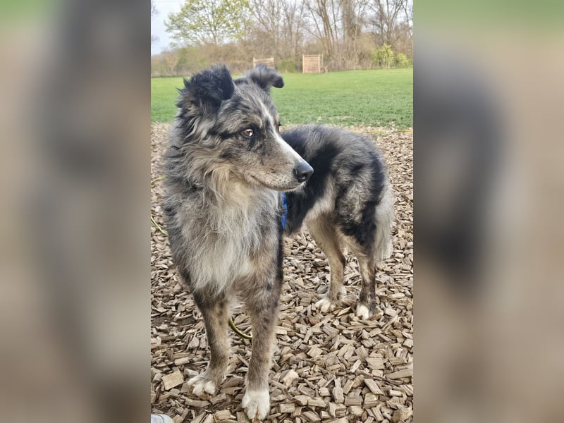 Duque - familiengeeignet, freundlich und zutraulich / BEREITS IN DEUTSCHLAND