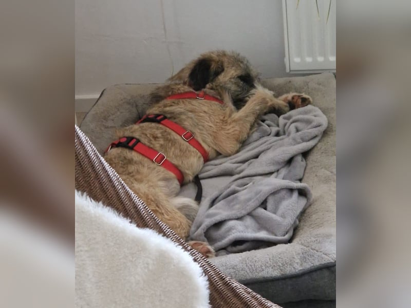 Dixy - ruhig und lernwillig - BEREITS IN DEUTSCHLAND