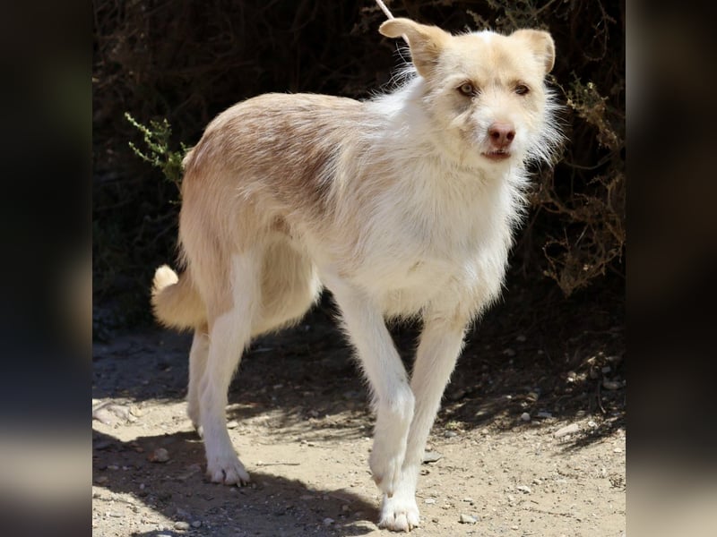 Julio, neugierig, verspielt, gelehrig