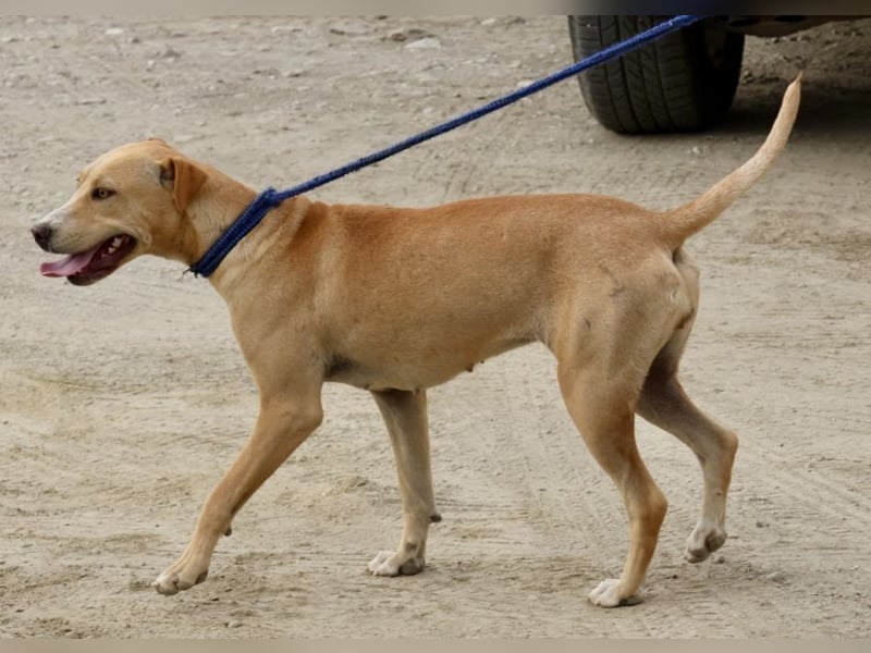 Lua, sportlich, gelehrig, aufgeschlossen