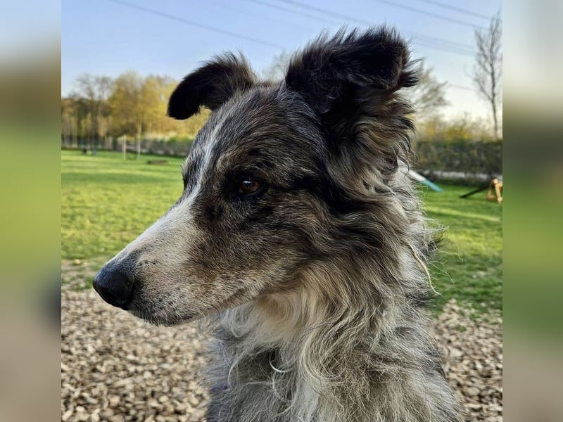 Duque - familiengeeignet, freundlich und zutraulich / BEREITS IN DEUTSCHLAND