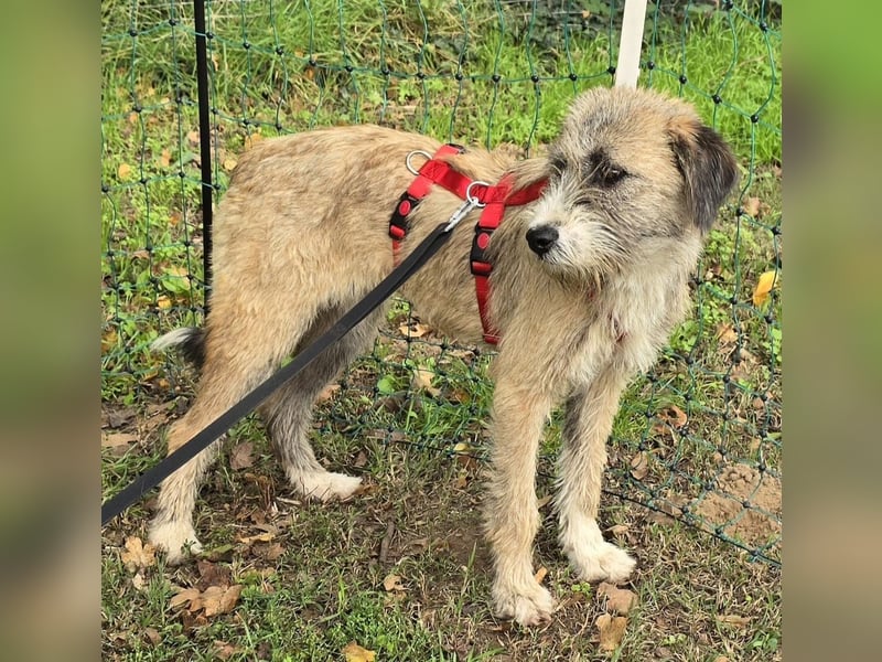 Dixy - ruhig und lernwillig - BEREITS IN DEUTSCHLAND