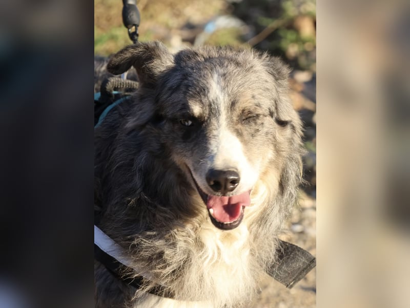 Duque - familiengeeignet, freundlich und zutraulich / BEREITS IN DEUTSCHLAND