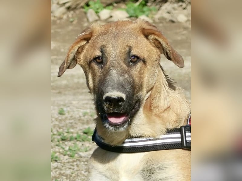 Dionisio - neugierig, zutraulich und lernwillig