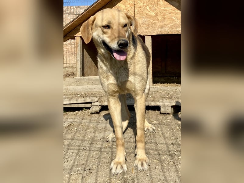 Noelle - neugierig und verträglich