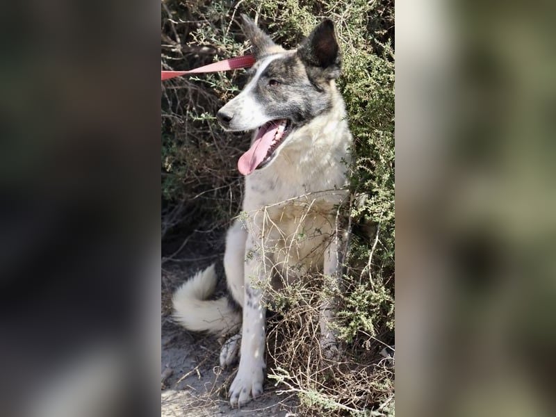 Rodolfo, vorsichtig, gut sozialisiert, freundlich