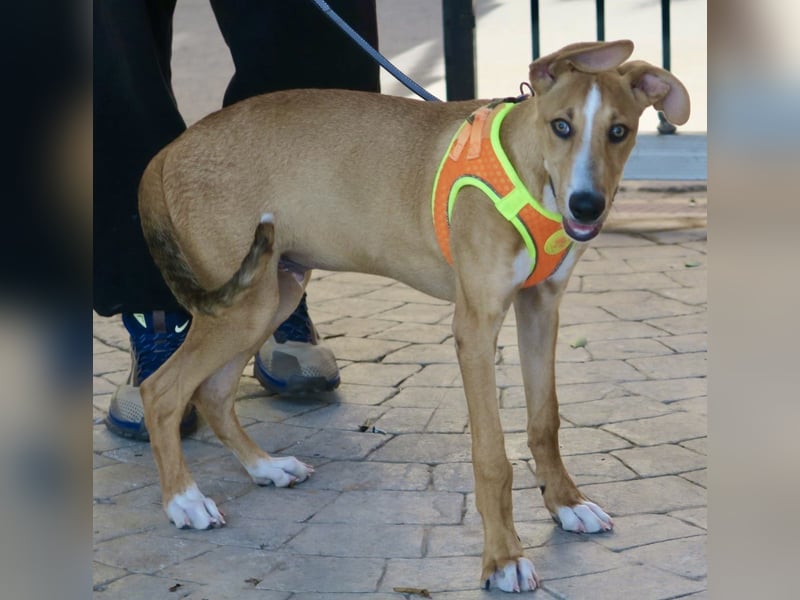 Guardian, aufgeschlossen, freundlich, unternehmungslustig