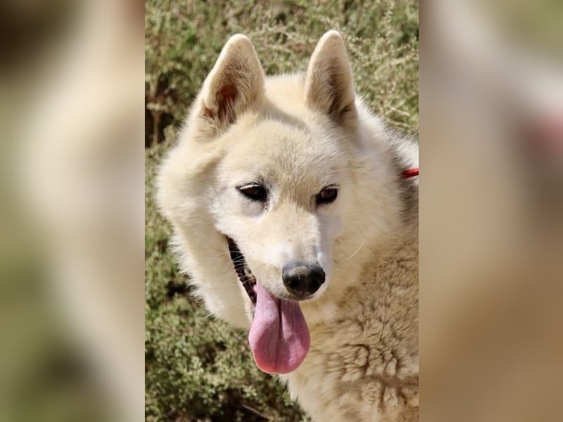 Afri, klug, menschenbezogen und sportlich