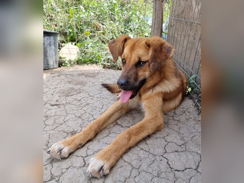 Hazel - aufgeschlossen und neugierig