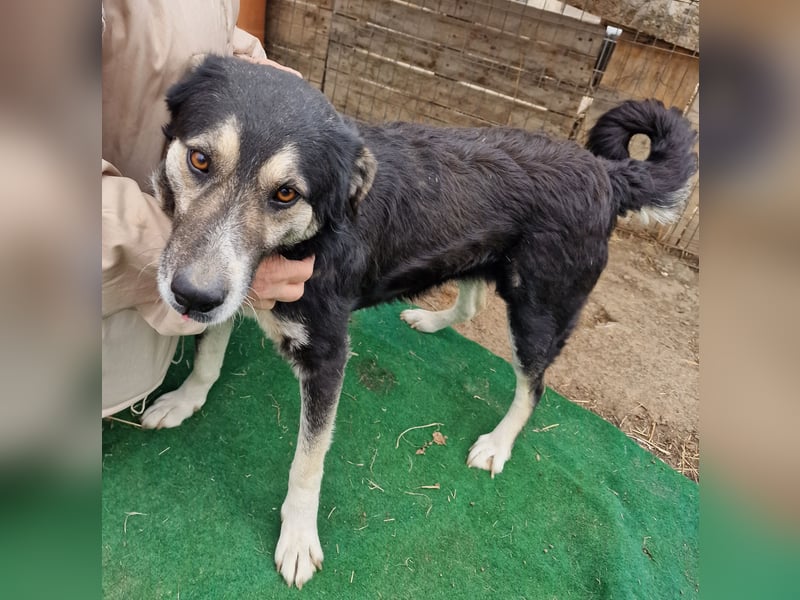 Ronnie - freundlich und verschmust