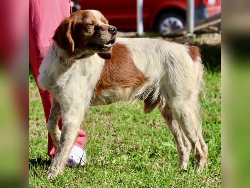 Breton, menschenbezogen, klug, verträglich