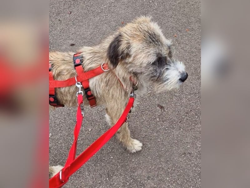 Dixy - lernwillig und leinenführig - BEREITS IN DEUTSCHLAND