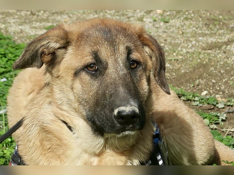 Afrodita - freundlich, zutraulich und lernwillig