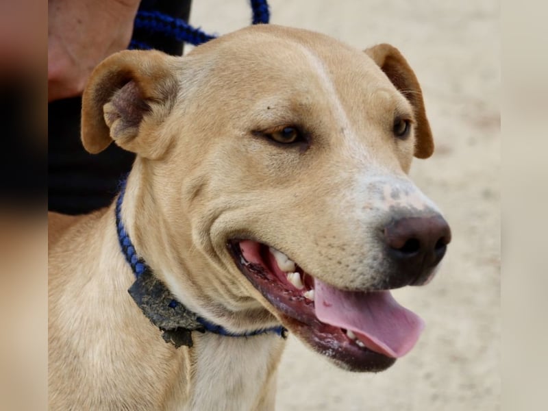 Lua, sportlich, gelehrig, aufgeschlossen