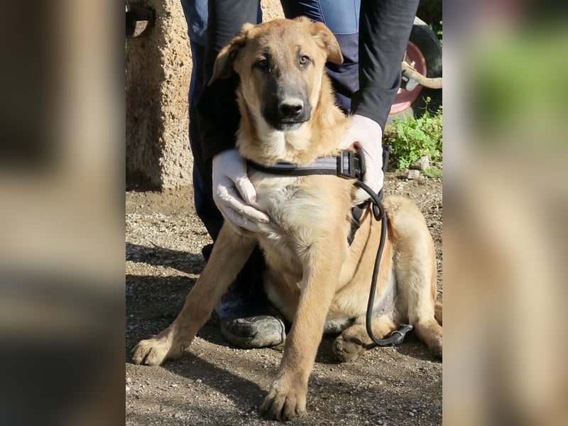 Dionisio - streichelfreund, zutraulich und verspielt